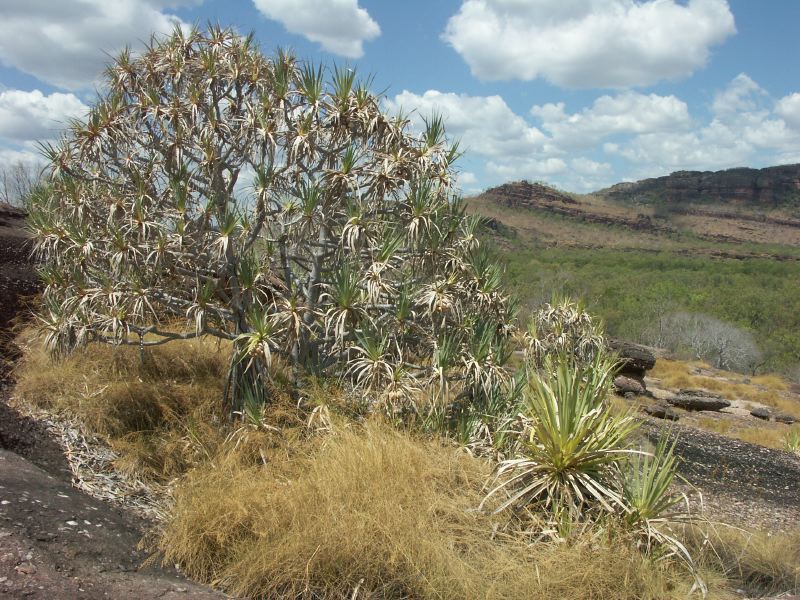 Kakadu - 69