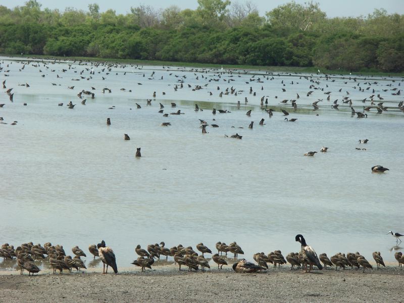 Kakadu - 1