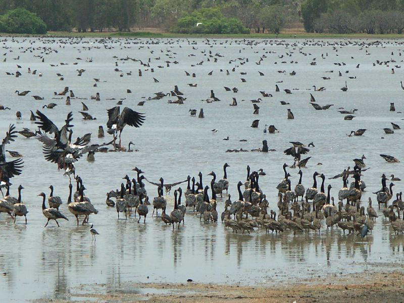 Kakadu - 31