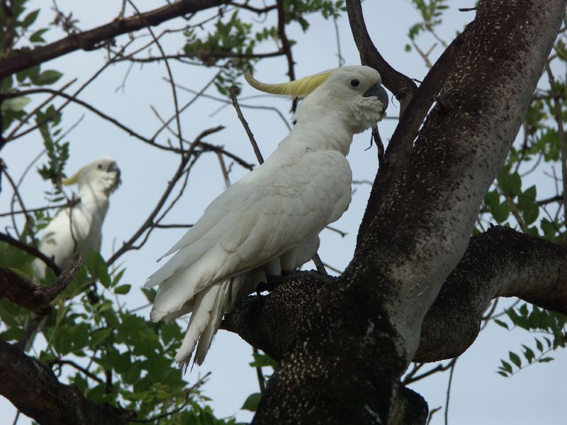 Cacatoes Jabiru - 12