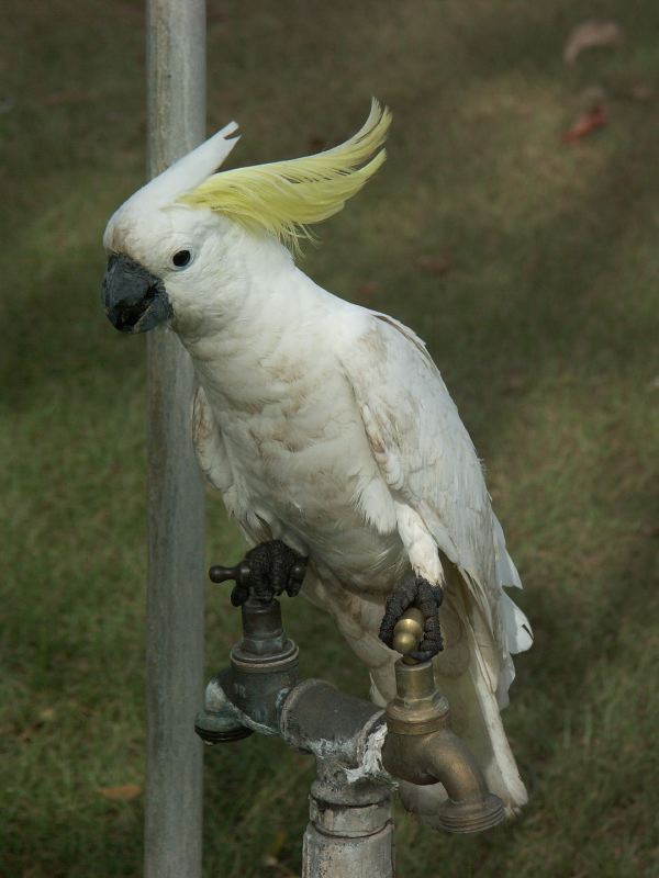 Cacatoes Jabiru - 12