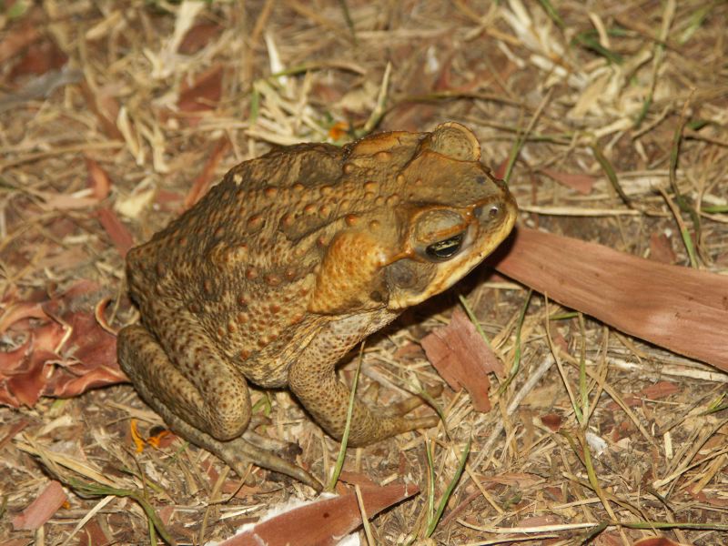 Cane toad - 5