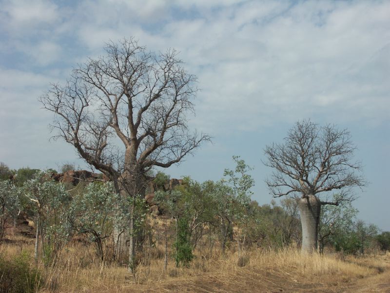 Baobab