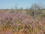 a field of mulla mulla