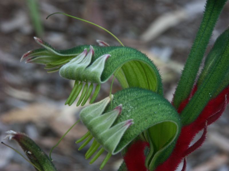 Kangaroo paw