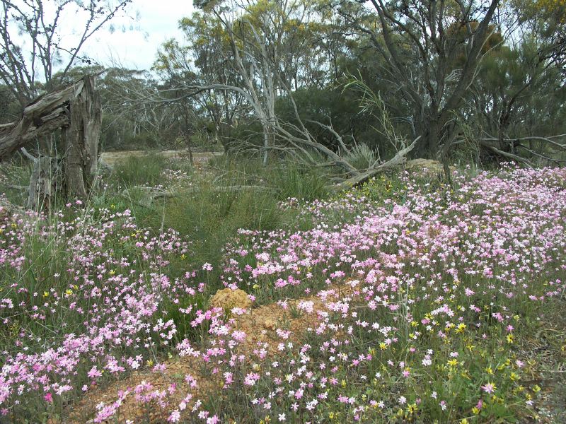 bush en fleurs