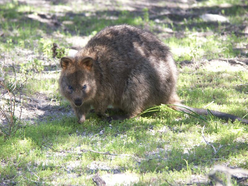 quokka