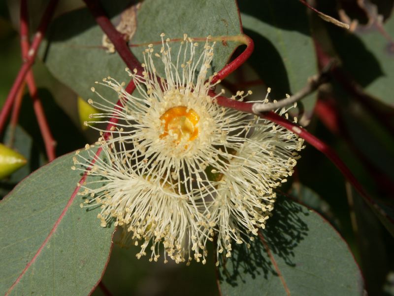 fleur eucalyptus