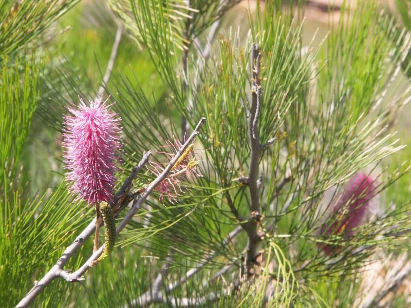 swamp bottlebrush