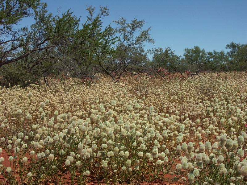 field of featherheads