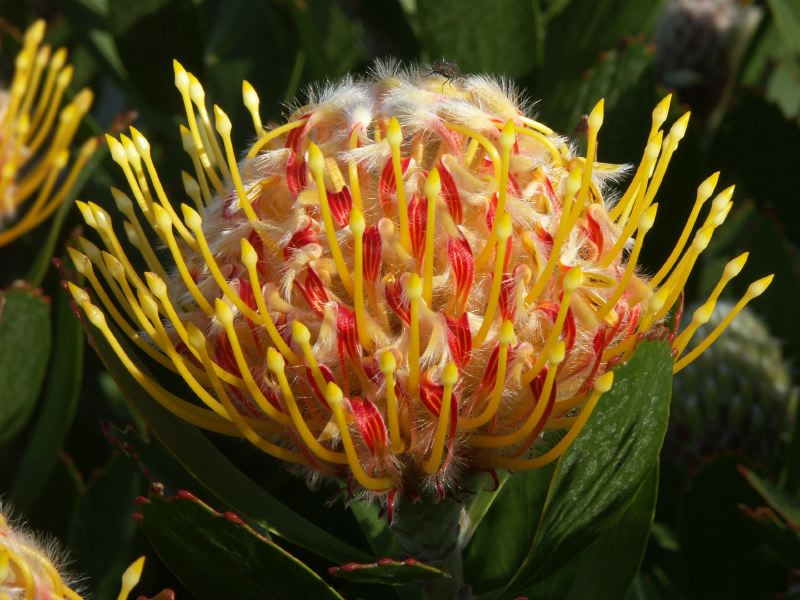 banksia