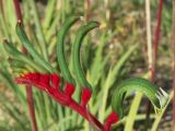 Kangaroo paw