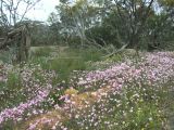 bush en fleurs