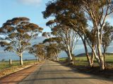 route eucalyptus