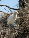 oiseau non identifie