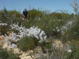 dans le bush en fleurs