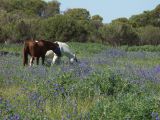 chevaux dans le bleu