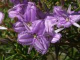 twining fringe lily