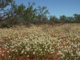 field of featherheads