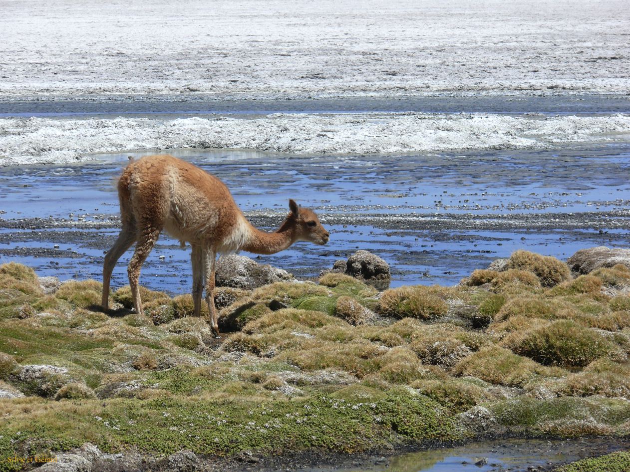 Bolivie Salar d'Uyuni la Laguna Canapa  108