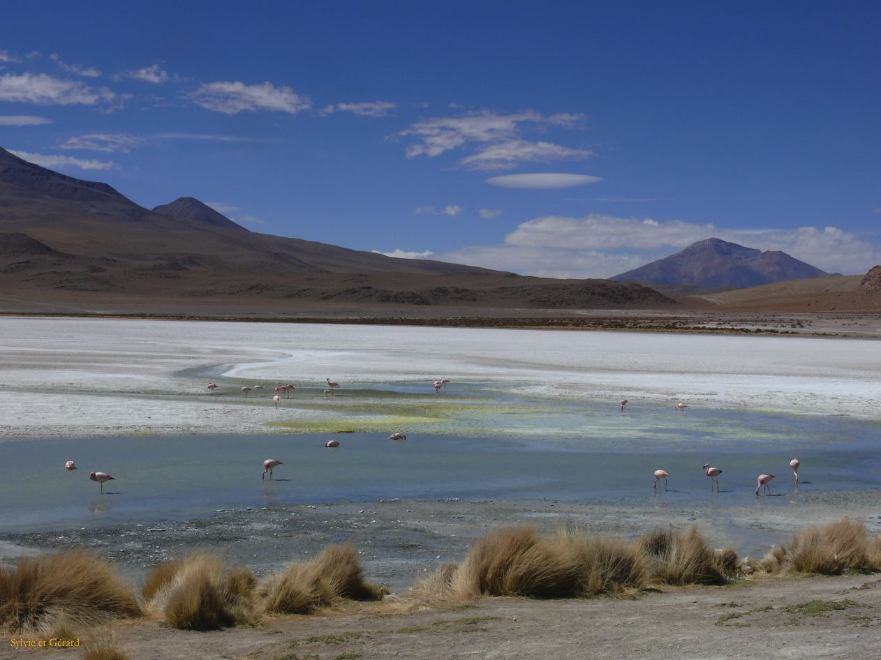 Bolivie Salar d'Uyuni la Laguna Hedionda  100