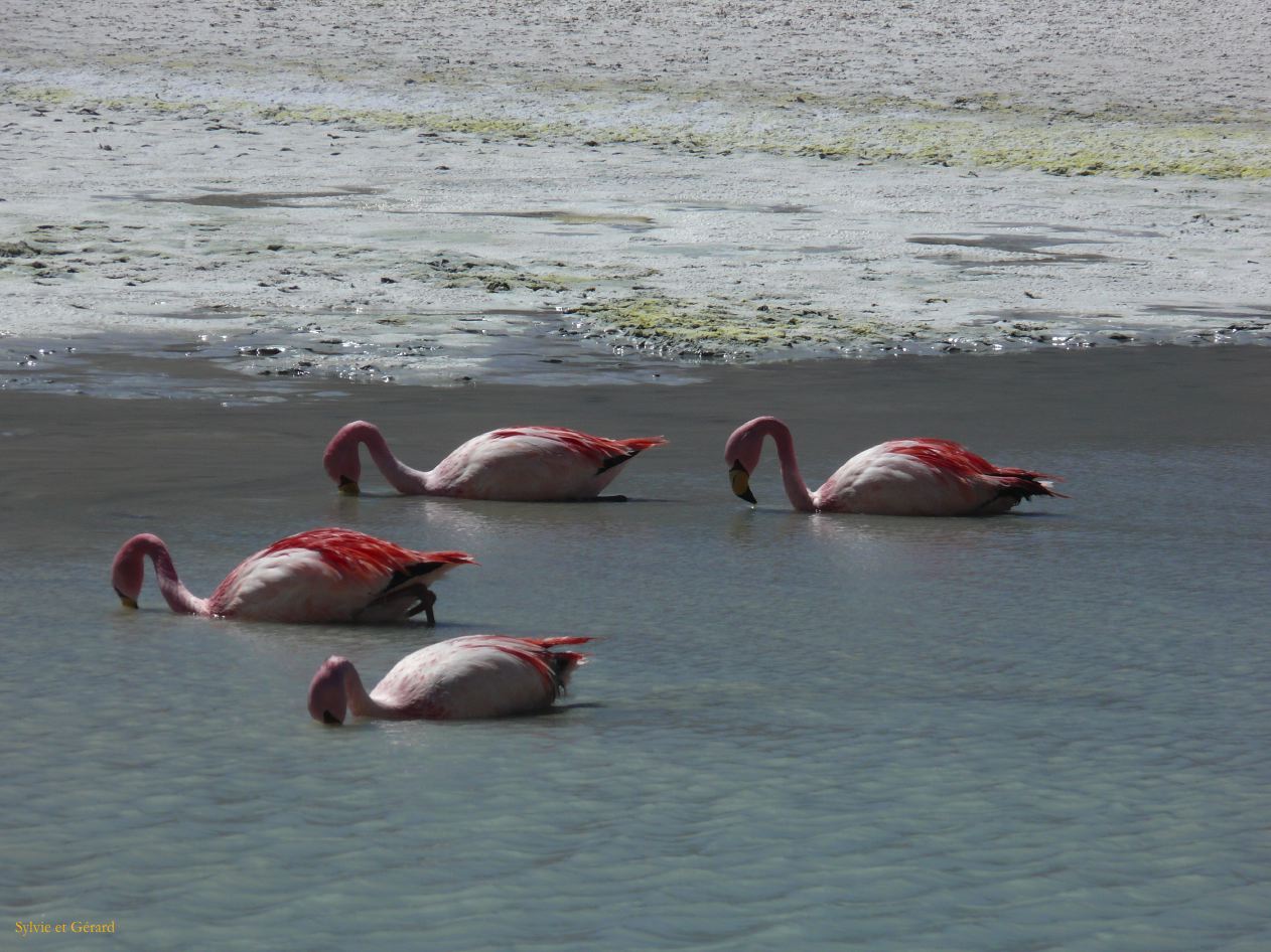 Bolivie Salar d'Uyuni la Laguna Hedionda  101