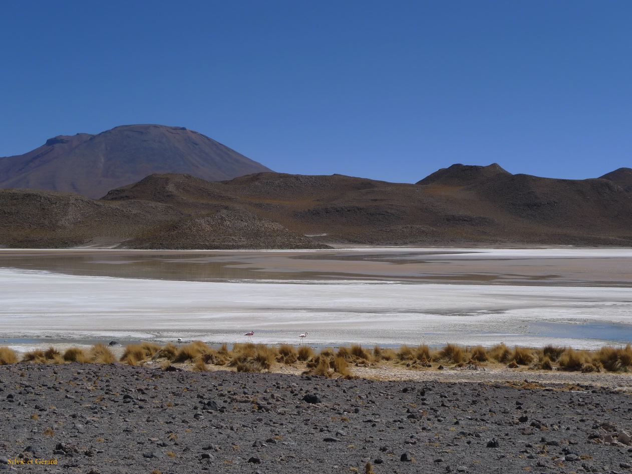 Bolivie Salar d'Uyuni la Laguna Honda  101