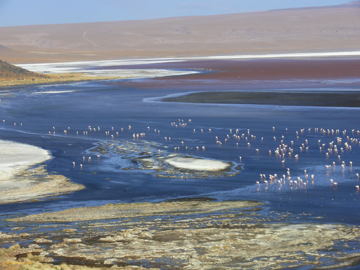 Bolivie Salar d'Uyuni Laguna Colorada  100