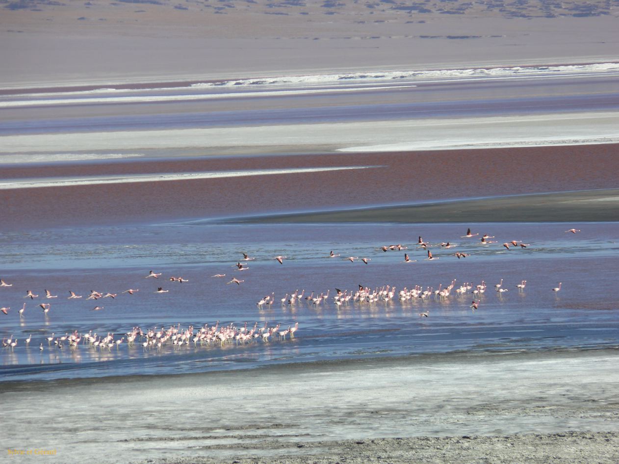 Bolivie Salar d'Uyuni Laguna Colorada  101