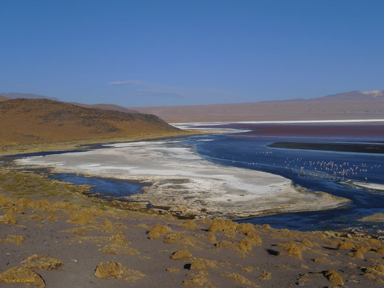 Bolivie Salar d'Uyuni Laguna Colorada  103