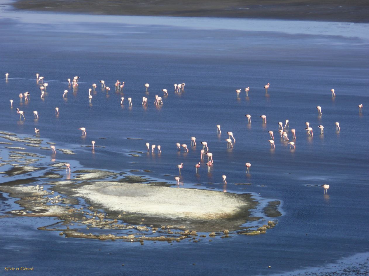 Bolivie Salar d'Uyuni Laguna Colorada  104