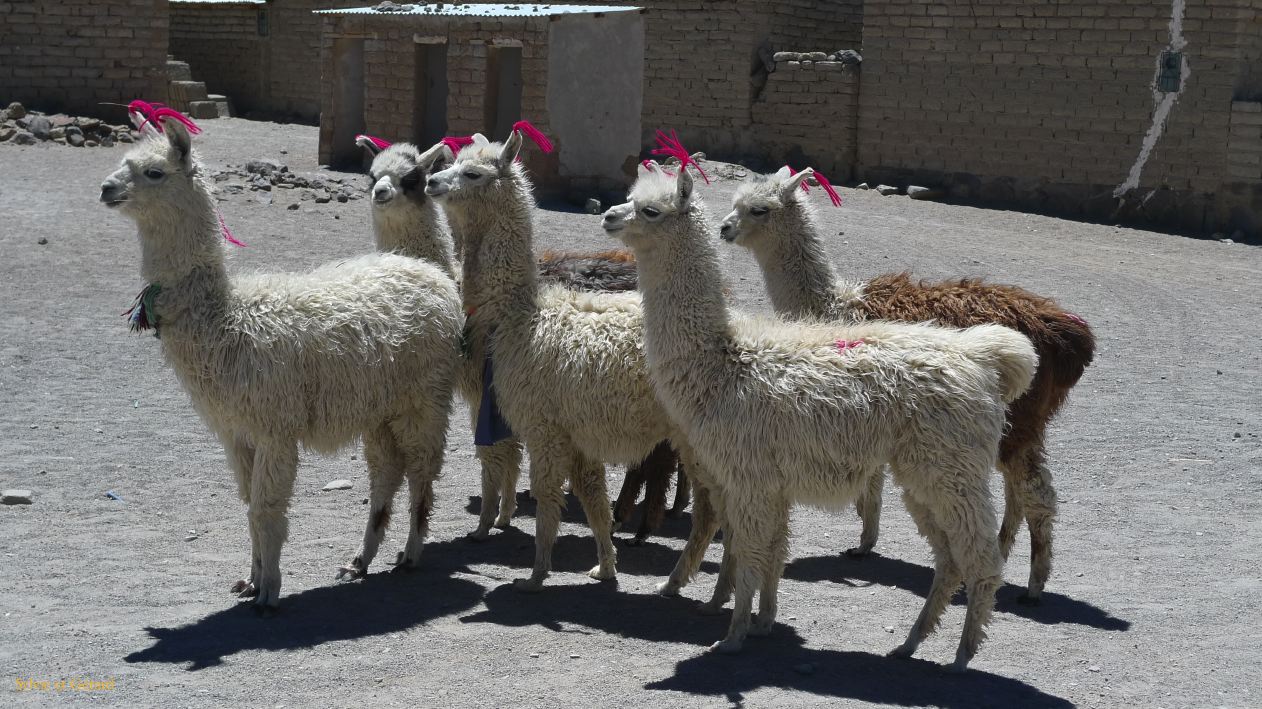 Bolivie Salar d'Uyuni Quetena Chico le Lipez  101
