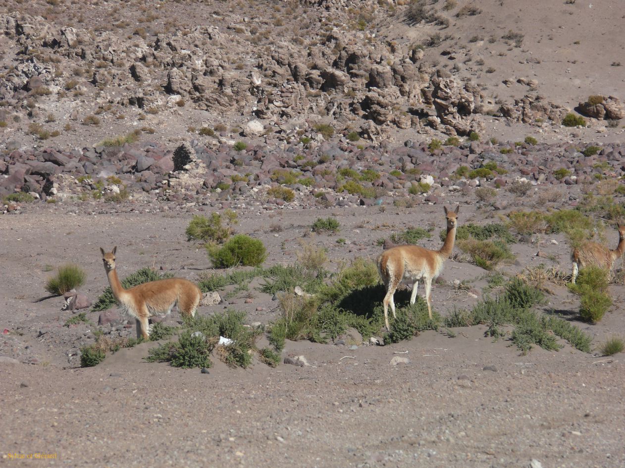 Bolivie Salar d'Uyuni des vigognes  100