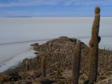 Bolivie Salar d'Uyuni Isla Incahuasi ou Isla des Pescado  120