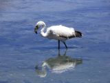 Bolivie Salar d'Uyuni la Laguna Canapa  101