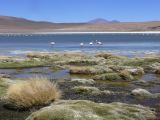 Bolivie Salar d'Uyuni la Laguna Canapa  104