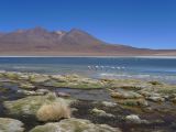 Bolivie Salar d'Uyuni la Laguna Canapa  106