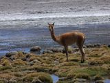 Bolivie Salar d'Uyuni la Laguna Canapa  107