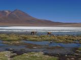 Bolivie Salar d'Uyuni la Laguna Canapa  109