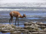 Bolivie Salar d'Uyuni la Laguna Canapa  111