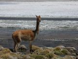 Bolivie Salar d'Uyuni la Laguna Canapa  112