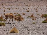 Bolivie Salar d'Uyuni La Laguna Canapa une vigogne  100