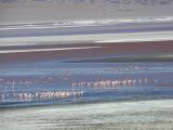 Bolivie Salar d'Uyuni Laguna Colorada  101