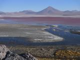 Bolivie Salar d'Uyuni Laguna Colorada  105