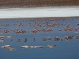 Bolivie Salar d'Uyuni Laguna Hedionda Sur  120