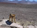 Bolivie Salar d'Uyuni passage de la frontière chilienne el zorro  102