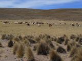 Bolivie Salar d'Uyuni Sud Lipez vers Cabreria et Tupiza  111