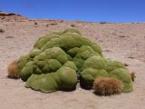 Bolivie Salar d'Uyuni au Volcan Ollague 5865 m  107