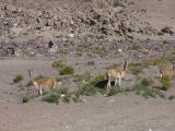 Bolivie Salar d'Uyuni des vigognes  100