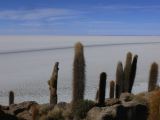 Bolivie Salar d'Uyuni Isla Incahuasi ou Isla des Pescado  104